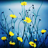 ednara: Yellow flowers and a blue background (Default)