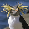 sunnymodffa: A rockhopper penguin with awesome eyebrows (Ryan the Rockhopper Penguin)