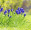 antisocialite_forum: A patch of grape hyacinths in a sunlit field (Grape Hyacinth)