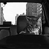 ljravengirl: (cat cabbie)