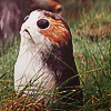submarine: (cw: porg)