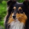 puppy_fair: A shetland sheepdog (Girl)