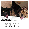 sdwolfpup: (misc: dogs vote yay!)
