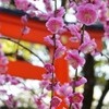 kinshou_kitsune: (pic#12217513)