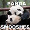 mergatrude: Two giant pandas hugging with the text "Panda Smooshes" (Panda Smooshes)