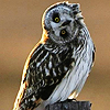 woodlandsprite: (owl)