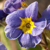 angrboda: A primula flower (Marine Blue). Petals are blue, center is yellow. (Primula)