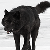 fatedblood: (wolf)