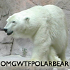 fairestcat: Polar bear "OMGWTFPOLARBEAR" (OMGWTFPOLARBEAR)