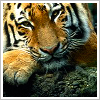 reikah: (Sleepy tiger)