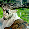 theirondragon: (bull_016)