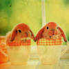 topaz_eyes: (buns in cups)