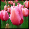topaz_eyes: (tulips)