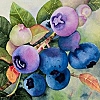 yeuxdebleu: (Summer: Blueberries)