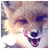 delight: (the urban fox)