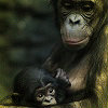 schlitzie_ramone: (Bonobos by x_disturbed_x)
