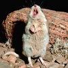 rydra_wong: Grasshopper mouse stands on its hind legs to howl. (turn venom into painkillers)