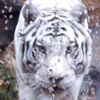 alfabet126: (white tiger)
