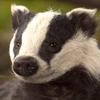 badgernpc: (: ))