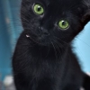 st_ratagem: (KITTEN)