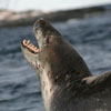 sealeopard: (there can be no trust)