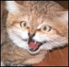 scion_of_rrht: (I will kill you)