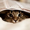 alifeofourown: (Newspaper Kitty)