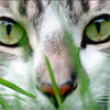 just_ann_now: (Misc: Cats: Cat Nose)