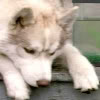 clarasteam: a large white dog with its head between its paws (Dief)