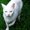 purrsuasively: (04)