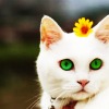 purrsuasively: (10)