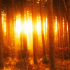 la_samtyr: woods in golden light (Lothlorien)