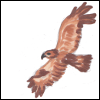 zuhrovet: Drawing of a hawk (ankat)