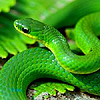 dothelokimotion: (snek icon1)