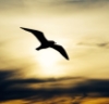 metimauresse: (bird2)