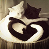 jenna_marianne: (Cat Yin Yang)