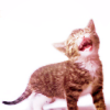 jenna_marianne: (cat laughing)