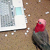 midichlorianfail: (Theron: !birb - 1337 5l1c3r)