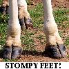 reginagiraffe: Close-up of giraffe feet. "Stompy Feet!" (Stompy Feet!)