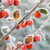 roesslyng: (Winter - Berries)