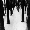 wildeabandon: Tree trunks dark against the snow (snow)