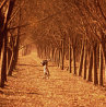 wildeabandon: An avenue in autumn with leaves on the ground (leaves)