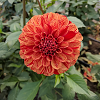 sonreir: photo of an orange-and-yellow dahlia in bloom (Default)