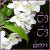 kate_aldasse: picture of apple blossoms with my name in quenya (Default)