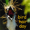 jenlev: (bird hair day by salieri)