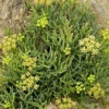 samphire: (Default)