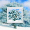 imarcy: (Winter-Tree)