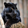 died8yearsago: ((panther))