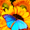 cafeshree: sunflowers with butterfly (butterfly  - crafts)