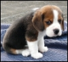 miss_mimsy: (sad puppy)
